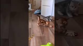 Moments Of Fun cats#cat#funnycats#viralvideo#funnyvideo#meow#kitty#kittens