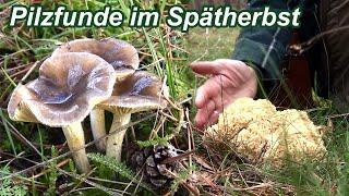 Pilzefunde im Spätherbst