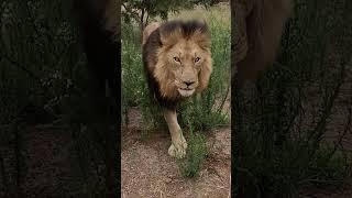 Lion Greets and ROARS! #lion #cat #animals