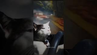 Cats Drifting 