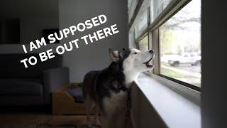 I FORGOT to walk my dog!!! | HUSKY MELTDOWN
