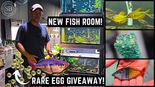 THE NEW FISH ROOM IS HERE!!! COMPLETE TOUR + RARE RAINBOWFISH EGG GIVEAWAY (2024)