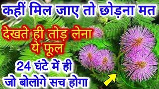 Effective tricks related to Mimosa/Lajwanti// Shy Plant |Touch me not Plant