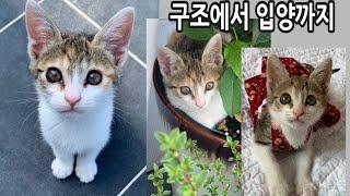 다리를 절던 아기고양이. 구조에서 입양까지.