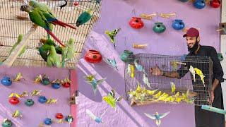 Budgies Parrots Ko Aviary Main Chor Dia 