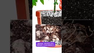 Умный горшок с субстратом GrowPlant #гроуплант #умныйгоршок #growplant #пеностекло