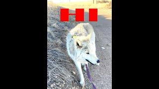 Wolfdog Learning To Sit & Say Hi This High Content Puppy Named Bear Learns Fast For Treats. #shorts