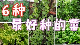 最适合新手种的【6种蔬菜】, 不费力，不费事，不操心，一种就成