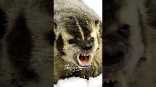 Joe Rogan on Encountering a Ferocious Badger