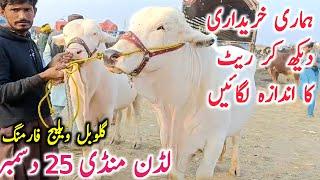 Today Fresh Luddan Mandi Qurbani 2025 | Luddan Mandi Aj Ki Video || Global Village Farming