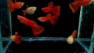 Albino Full Red Guppies - Guppy Albino Full Red