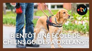 Bientôt une école de chiens guides d'aveugles à Orléans ? Une première en Centre-Val de Loire