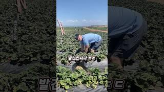 세상에서 가장 큰 딸기 ㄷㄷ