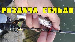 Селедка на каждом забросе, мормышинг на Fish Season Fario NT-Morm 602XUL-S 2021