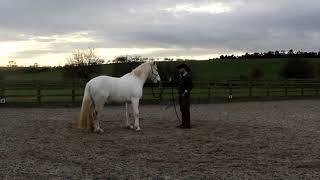 Tense and cold backed Horses