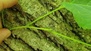 ID That Tree: American Basswood