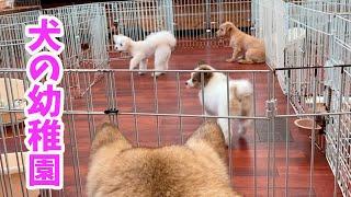 【犬の幼稚園】野犬抜きをするために犬の幼稚園に入れたらだんだん本性をあらわし始めた仔犬