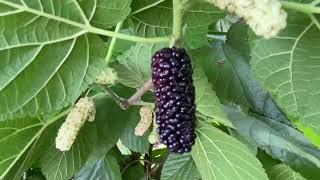 Tice Mulberry Tree..Morus Rubra Hybrid..Native mulberry with natural Nematode resistance 3/28/23