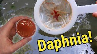 How I Culture Daphnia In Outdoor Tubs