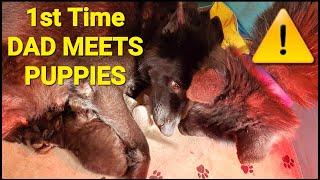 1st Time Dad Meets His Puppies - New Lycan Shepherd Litter