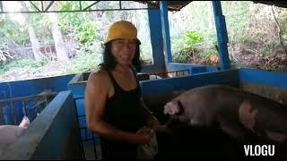 #02:Last Part:Training Duroc Jr Boar:Collection:Proccesing:Spermcells:Mayer's Vlogs