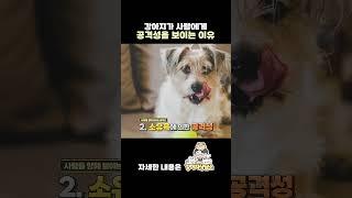 강아지 공격성 5가지 정리