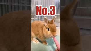 うさぎ飼いしか知らない可愛い仕草３選【ネザーランドドワーフのコッペ】#shorts #うさぎ #ウサギ #rabbit