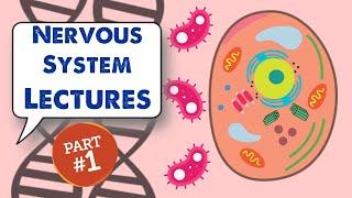 MCAT Biology Lecture: Nervous System (1/2)