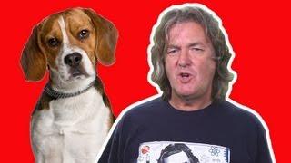 Can my dog understand me? | James May Q&A (Ep 34) | Head Squeeze