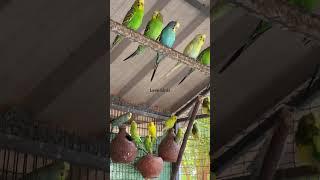 Love birds baby care#shortvideo#cutebaby#lovebirds#shortvideo#shorts#trending#baby#viralshort#yt