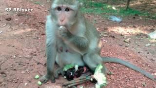 RIP -  Monkey Carbzilla Give Birth To Baby Not Full Month