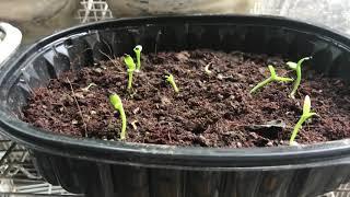 GROWING GOLDEN YELLOW ISIS FROM SEEDS (Yellow Dragon Fruits)