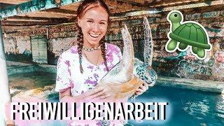 FREIWILLIGENARBEIT MIT SCHILDKRÖTEN IN SRI LANKA / VOLUNTEERING & BACKPACKING VLOG