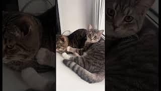 #cat #веселыекоты #марсик #тимоша 