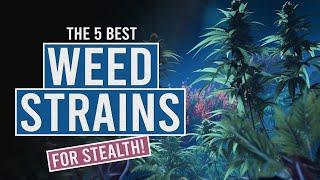 5 Stealthy Low Odour Cannabis Strains!