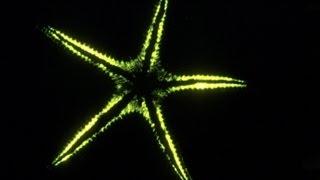 The weird, wonderful world of bioluminescence - Edith Widder