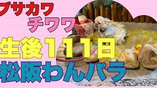 愛犬チワワ生後111日わんパラデビュー【vlog】