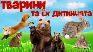 ЛІСОВІ ТВАРИНИ та їх дитинчата. Вчимо тварин розвиваюче відео з звуками тварин для дітей УКРАЇНСЬКОЮ