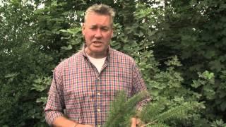 Identifying Douglas Fir