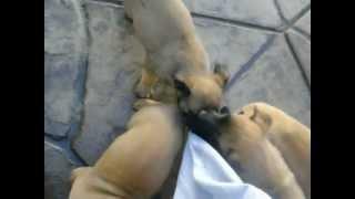 Belgian Malinois puppies biting.