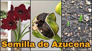 SIEMBRA SEMILLA De AZUCENA |AMARILIS (Hippeastrum amarillys)