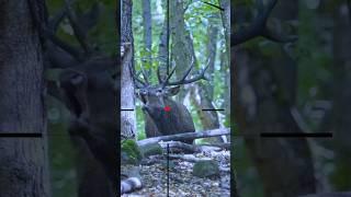 Gazelle | Deer | Gazella | ظبي