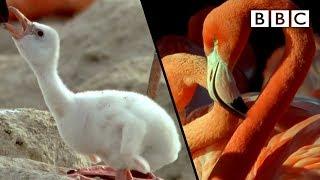 How baby flamingos get their pink colour | Animal Super Parents - BBC