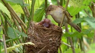 سبک فاخته اخراج برادر بزرگ | دنیای طبیعی | BBC Earth