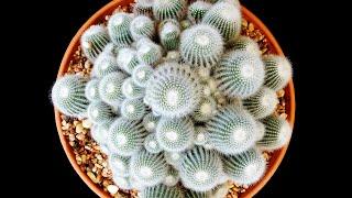 How to PROPAGATE CACTUS from CUTTINGS? | PLANT CARE