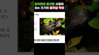신라 최치원과 고려 충선왕이 거닐던 양자강의 초대형 6m 악어의 운명 #장강 #백제 #대륙 #역사 #한국