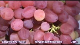 Кишмиш Велес селекции В. Загорулько (Kishmish Velez) www.vinograd-kriulya.com