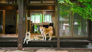 2匹のもふでか秋田犬と泊まれる日本で唯一の宿に宿泊 | 縁-Enishi- 角館武家屋敷