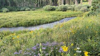 Tenkara Fly Fishing The Grand Mesa - Part l - Beautiful Tiny Creek / Big Trout