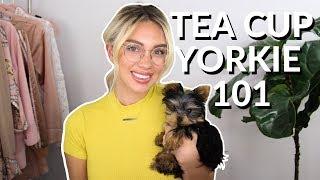 SMALLEST DOG EVER - TEACUP YORKIE & everything you need to know